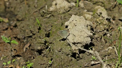 Blauer Eichen-Zipfelfalter (Favonius quercus) auf feuchtem Waldweg saugend
