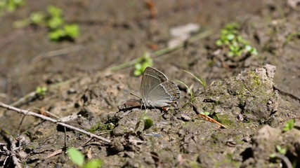Blauer Eichen-Zipfelfalter (Favonius quercus) auf feuchtem Waldweg saugend

