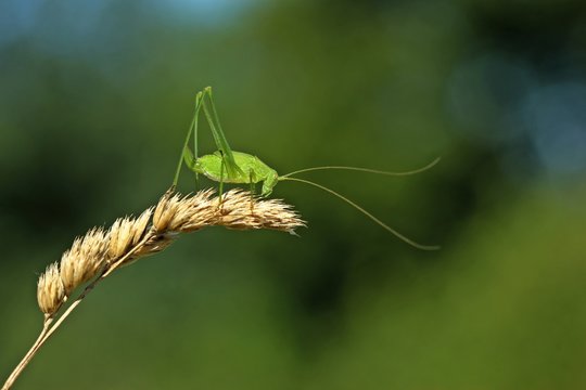 Weibliche Larve einer Gemeinen Sichelschrecke (Phaneroptera falcata) auf Grashalm

