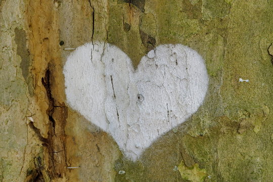 Coeur blanc dessiné sur un tronc d'arbre