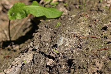 Blauer Eichen-Zipfelfalter (Favonius quercus) auf feuchtem Waldweg saugend
