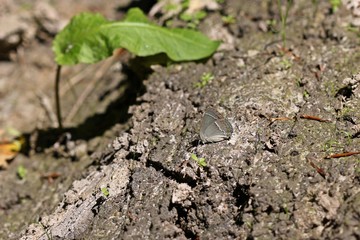 Blauer Eichen-Zipfelfalter (Favonius quercus) auf feuchtem Waldweg saugend
