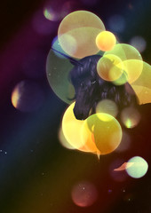 Unicorn portrait with yellow bokeh © AnnaPa