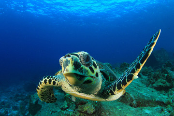 Naklejka premium Hawksbill Sea Turtle 