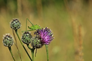 Weibliche Larve einer Gemeinen Sichelschrecke (Phaneroptera falcata) auf Skabiosen-Flockenblume (Centaurea scabiosa)
