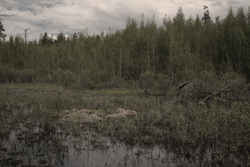 Type of impenetrable swamp with sepia filter, vintage style look