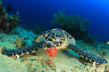 Hawksbill Sea Turtle 