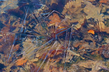 leaves with beautiful colors under the ice of a lake