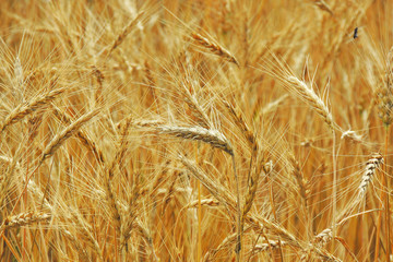 spikelets of wheat in the field