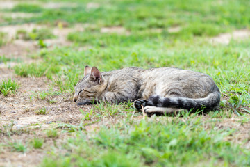 Gray striped domestic male cat lie down, sleeping and relax on the grass in the garden.
