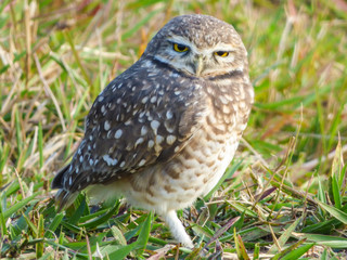 Cute burrowing owl in the restinga forest - Florianopolis, Brazil