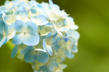 Closeup of green hydrangea (Hydrangea macrophylla) are blooming in spring and summer at a town garden. The Japanese call this 
