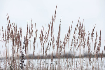 Winter forest. Landscape of winter forest on a sunny day. Snow-c