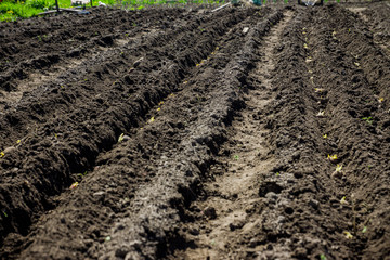 Potatoes planting on the farm field. Selective focus.