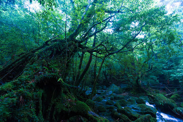 屋久島の白谷雲水峡