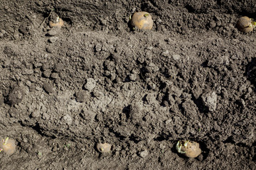 Fototapeta na wymiar Potatoes planting on the farm field. Selective focus.
