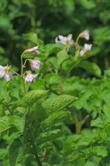 potatoes in the garden