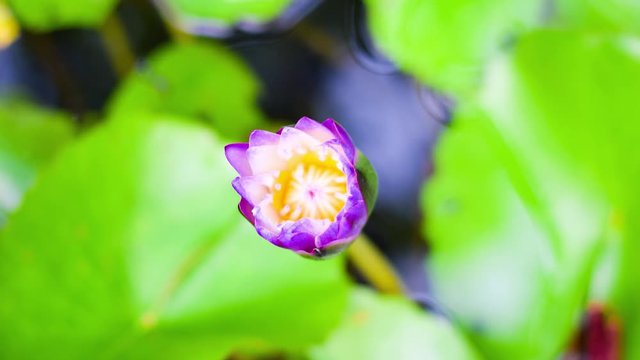 purple lotus flower.