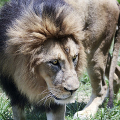 A Male Lion, Panthera leo, King of Beasts