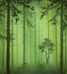 Fototapeta premium green Forest