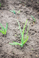 Green onion growing in the garden. Selective focus.