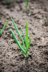 Green onion growing in the garden. Selective focus.