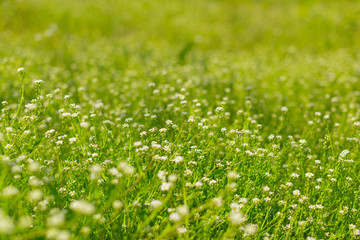 Fresh green spring grass in the morning background