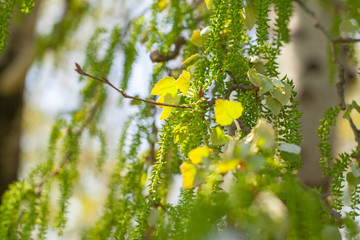 New green leaves on a trees in spring background