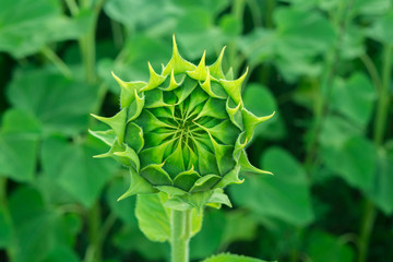 Green sunflower bud, macro shot