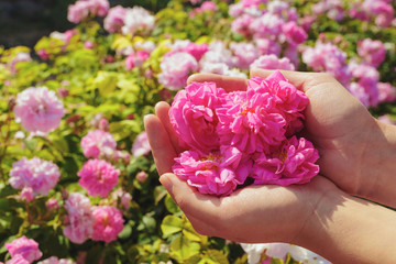 Woman holding roses closeup. Summer season.