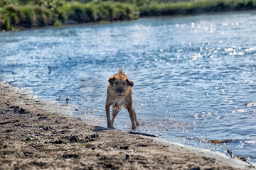 Dog shaking off water, terrier
