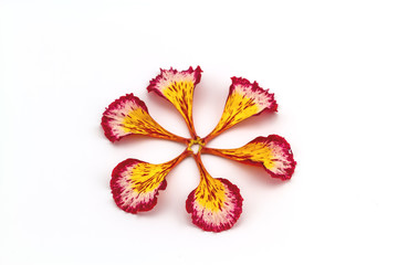 Colorful of  Peacock's Crest leaves flowers or Caesalpinia pulcherrima (L.) Sw. flower stack in fan shape  on white background