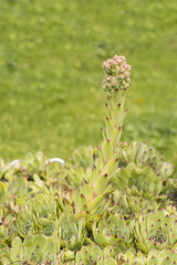 Sempervivum - flower buds.