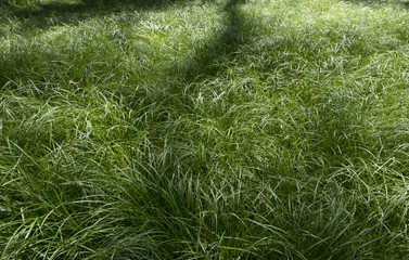 Grass structure in the forest in backlight as a background for text and images