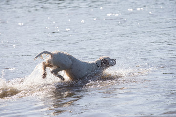  setter dog  running in the water


