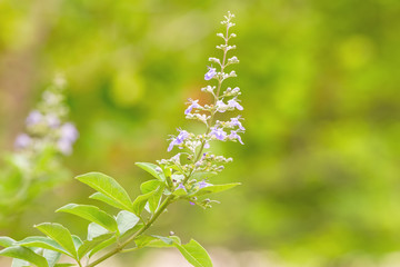 Close up white flower Vitex trifolia Linn or Indian Privet is herb in Thailand