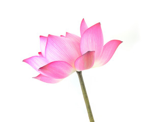 Fototapeta premium lotus isolated on white background.