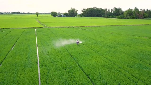 Aerial view of farmer spraying chemical to young green rice field in Thailand. Agriculture concept Landscape background