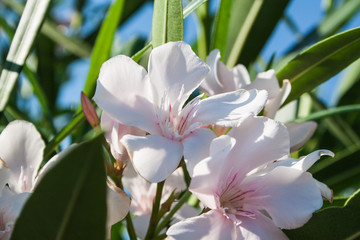 Sweet oleander, Rose bay flower with leave. (Nerium oleander L.)