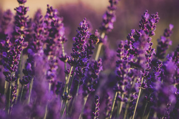Obraz premium Beautiful lavender field with golden hour light