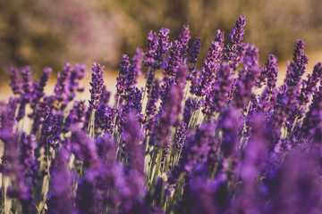 Beautiful lavender field with golden hour light