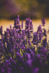 Beautiful lavender field with golden hour light