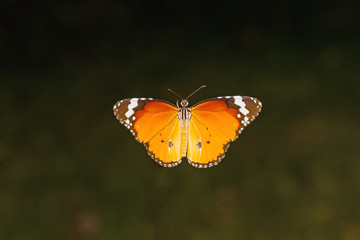 Fototapeta na wymiar Close up Common Tiger butterfly (Danaus genutia) on branch
