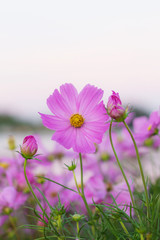 Pink cosmos at sky.