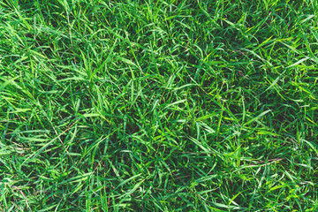 Top view and close up empty green grass field. Green field of grass background.