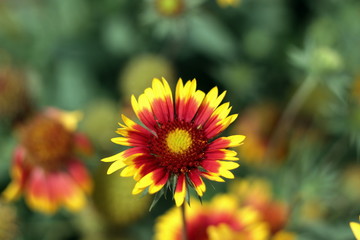 yellow orange flower on a green background