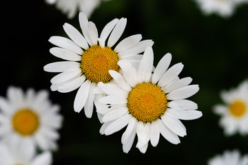 Fototapeta premium Daisy