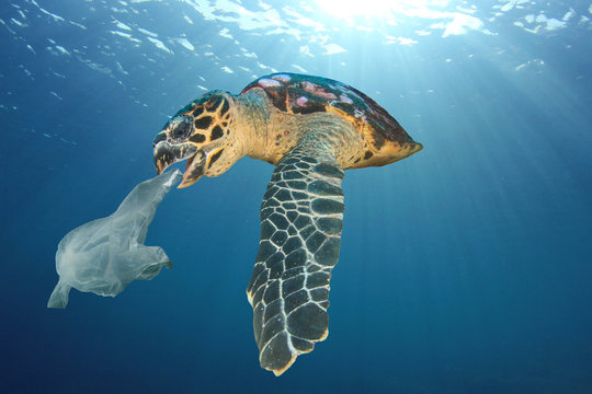Plastic pollution problem - turtle eats plastic bag  