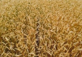 Close up on wheat field, aerial view