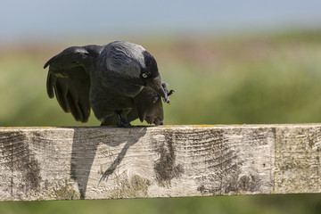 Jackdaw on a fence